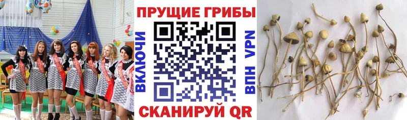 Купить где  Усть-Кут  Псилоцибиновые грибы прущие грибы 